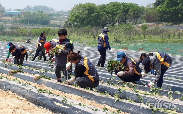 [증평=뉴시스]증안골정보화마을 주말농장. (사진=증평군 제공) photo@newsis.com 