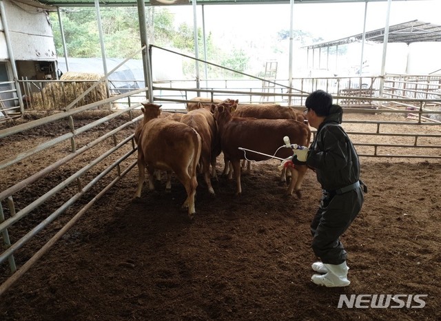 [임실=뉴시스] 축산 농가 백신 접종. (사진=임실군 제공)