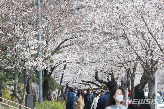 [서울=뉴시스] 장세영 기자 = 완연한 봄 날씨를 보인 지난달 31일 오후 서울 영등포구 여의도 윤중로 벚꽃길에 시민들이 활짝 핀 벚꽃 길을 마스크를 착용하고 산책하고 있다. 2020.03.31. photothink@newsis.com