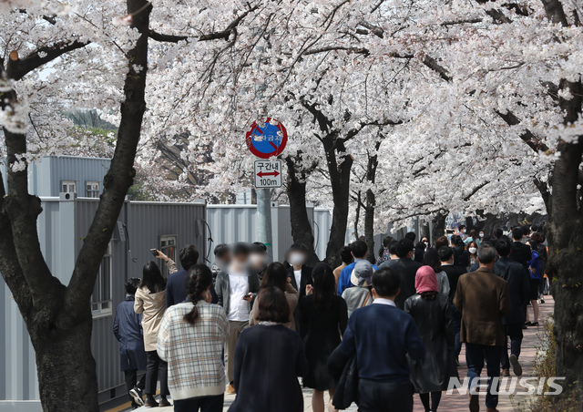 [서울=뉴시스] 고승민 기자 = 1일 서울 여의도 국회의사당 옆 윤중로에 벚꽃이 피자 시민들이 이곳을 지나고 있다. 사회적 거리두기에 따른 국민들의 피로도는 높아지지만 이를 완화할 경우 코로나19 재유행이 우려되는 상황이다. 2020.04.01.&nbsp; kkssmm99@newsis.com