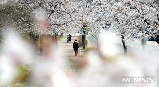 [전주=뉴시스] 김얼 기자 = 완연한 봄 날씨를 보인 지난 1일 전북 전주시 조경단로 일원에서 시민들이 만개한 벚꽃을 구경하며 산책을 즐기고 있다. 2020.04.01. pmkeul@newsis.com
