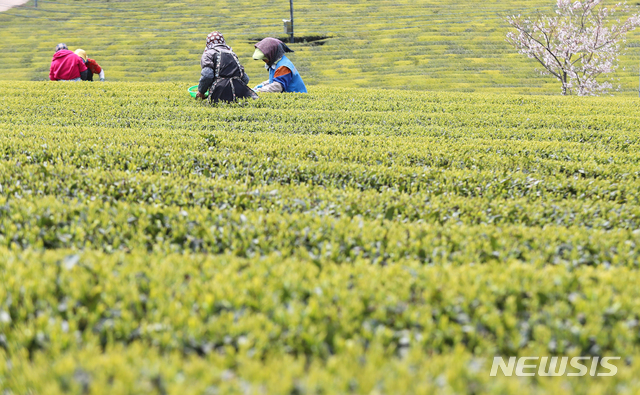 [서귀포=뉴시스]우장호 기자 = 사진은 2020년 4월 2일 오전 제주 서귀포시 안덕면 오설록 농장 서광차밭에서 주민들이 유기농으로 재배한 해차를 수확하고 있는 모습.&nbsp; 2020.04.02. woo1223@newsis.com