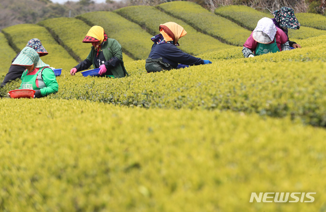 [서귀포=뉴시스]우장호 기자 = 제주 서귀포시 안덕면 오설록 농장 서광차밭에서 주민들이 유기농으로 재배한 해차를 수확하고 있는 모습. 2020.04.02. woo1223@newsis.com