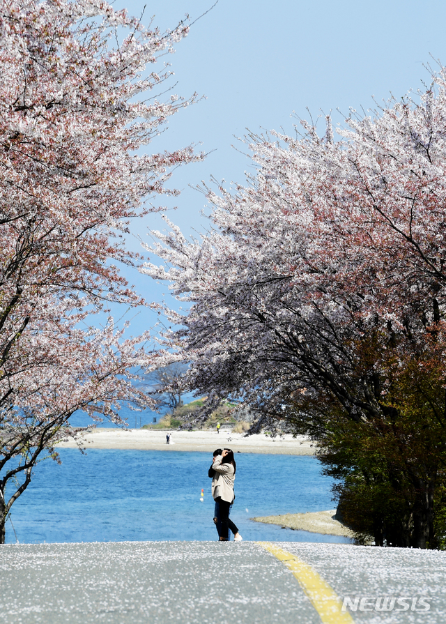 [남해=뉴시스]차용현 기자 = 지난 3일 코로나바이러 감염증(코로나19) 여파로 한산한 모습을 보인 경남 남해군 설천면 왕지 벚꽃길에서 만개한 벚꽃들이 떨어지고 있다. 2020.04.03. con@newsis.com