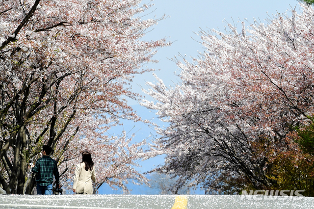 [남해=뉴시스]차용현 기자 = 지난 3일 오후 코로나바이러 감염증(코로나19) 여파로 한산한 모습을 보인 경남 남해군 설천면 왕지 벚꽃길에 만개한 벚꽃이 꽃비가 돼 떨어지고 있다. 2020.04.03. con@newsis.com