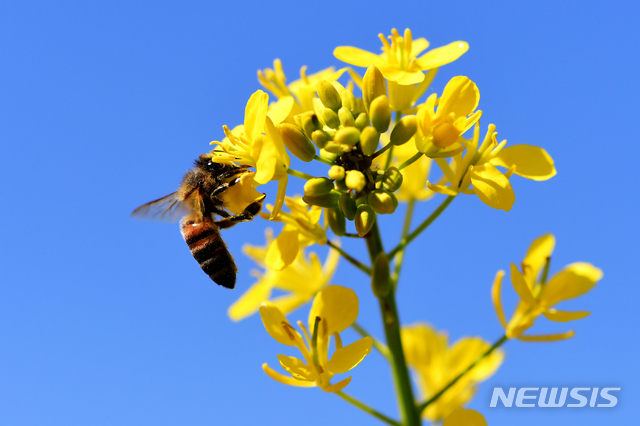 [남해=뉴시스]차용현 기자 = 지난 5일 오후 경남 남해군 고현면 한 들녘에서 꿀벌 한 마리가 노란 유채꽃에 앉아 꿀을 따고 있다. 2020.04.05. con@newsis.com