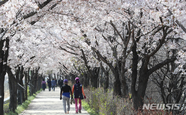 [서울=뉴시스] 장세영 기자 = 코로나19 영향으로 여의도 윤중로 벚꽃축제가 전면 취소된 지난 6일 서울 양천구 목동운동장 옆 벚꽃이 만개한 안양천 뚝방길에 시민들이 산책을 하고 있다. 2020.04.06. photothink@newsis.com