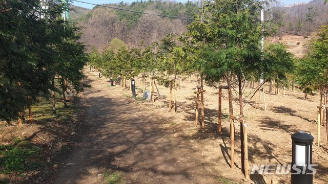 [군포=뉴시스] 박석희 기자 = 편백나무 숲조성 현장.