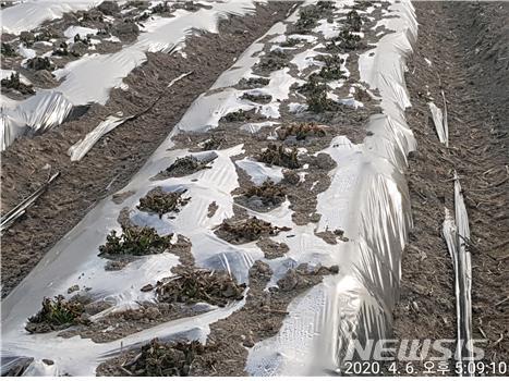 이상저온으로 피해를 입은 감자 잎