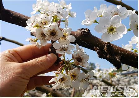 저온 피해가 난 배꽃