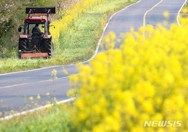 [서귀포=뉴시스]우장호 기자 = 신종 코로나바이러스 감염증(코로나19)이 확산 중인 지난 8일 오전 제주 서귀포시 표선면 가시리 인근 도변에 핀 유채꽃을 시 당국이 트랙터 등 장비를 동원해 갈아 엎고 있다. 2020.04.08. woo1223@newsis.com