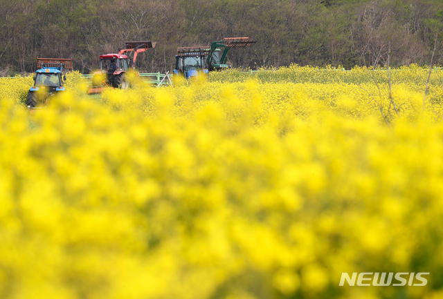 [서귀포=뉴시스]우장호 기자 = 신종 코로나바이러스 감염증(코로나19)이 확산 중인 지난 8일 오전 제주 서귀포시 표선면 가시리 조랑말생태공원 광장에 조성된 유채꽃밭을 시 당국이 트랙터 등 장비를 동원해 갈아 엎고 있다. 2020.04.08. woo1223@newsis.com