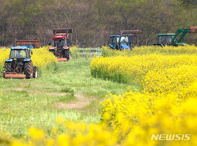 유채꽃밭, 서귀포시 표선면 가시리 조랑말생태공원 광장