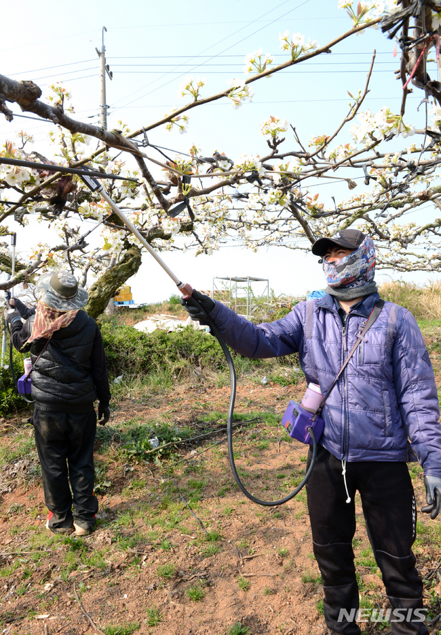 [나주=뉴시스] 국내 최대의 배 주산지인 전남 나주시 금천면의 한 과원. 하얀 배꽃이 흐드러지게 핀 가운데 인공수분(受粉)을 하는 외국인 인부들의 손길이 분주하다.  lcw@newsis.com