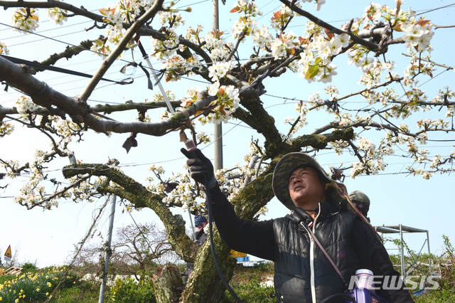 [나주=뉴시스]이창우 기자 = 8일 국내 최대의 배 주산지인 전남 나주시 금천면의 한 과원. 하얀 배꽃이 흐드러지게 핀 가운데 인공수분(受粉)을 하는 외국인 인부의 손길이 분주하다. 2020.04.08. lcw@newsis.com