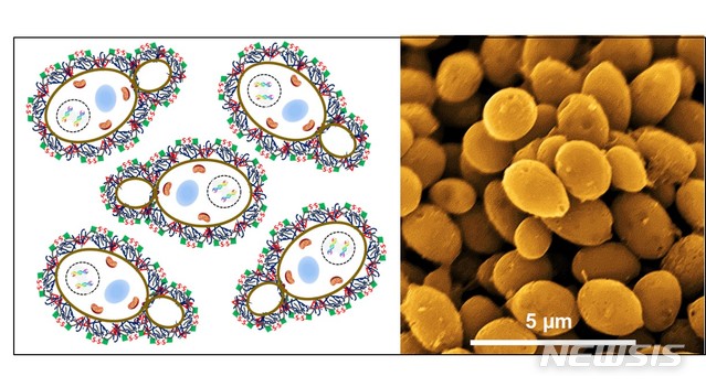 [울산=뉴시스] 구미현 기자 = UNIST 자연과학부 김광수 교수 연구팀은 사용되고 버려진 '효모'를 이용해서 물을 수소와 산소로 분해는 촉매를 개발했다고 9일 밝혔다. 효모의 구조와 효모로 만든 전기화학 촉매 그림. 2020.04.09. (사진=UNIST 제공)photo@newsis.com