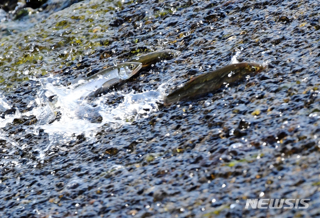 [남해=뉴시스]차용현 기자 = 9일 오후 경남 남해군 삼동면 화천에서 바다빙엇과의 민물고기 은어가 거센 물줄기가 흘러내리는 보를 힘차게 오르고 있다. 2020.04.09. con@newsis.com