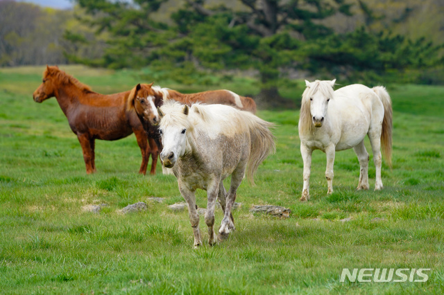 [제주=뉴시스] 강정만 기자=&nbsp; 천연기념물 제347호 제주마들이 10일 제주시 용강동 제주마방목지에 올해 처음으로 방목됐다. 2020.04.10 (사진= 제주도 제공) photo@newsis.com