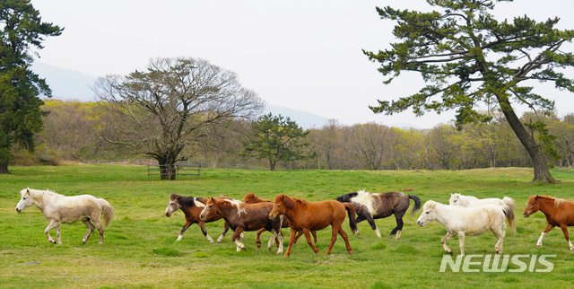 [제주=뉴시스] 강정만 기자= 천연기념물 제347호 제주마들이 10일 제주시 용강동 제주마방목지에 올해 처음으로 방목됐다. 2020.04.10 (사진= 제주도 제공) photo@newsis.com