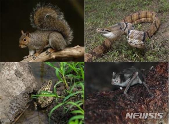 [세종=뉴시스] 유입주의 생물로 지정된 생물. 왼쪽 상단부터 시계방향으로 동부회색다람쥐, 개이빨고양이눈뱀, 흡혈박쥐, 인도황소개구리. (사진=환경부 제공). 2020.04.12. photo@newsis.com