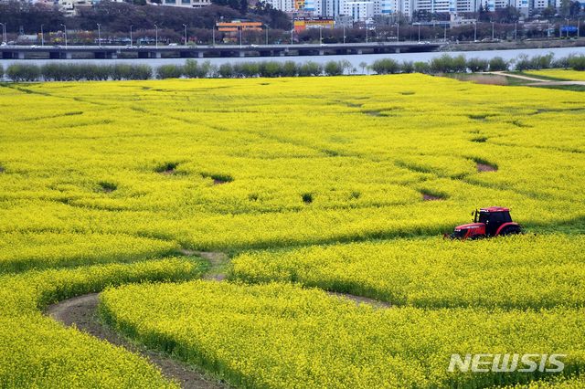 [부산=뉴시스] 하경민 기자 = 신종 코로나바이러스 감염증(코로나19) 확산 방지를 위한 고강도 사회적 거리두기 캠페인이 연장 됨에 따라 부산시는 트렉터 등을 동원해 10일 부산 강서구 대저생태공원에 조성된 유채꽃경관단지를 갈아엎고 있다. 이 유채꽃단지는 서울의 상암 월드컵경기장의 축구장(9292㎡) 80여 개와 맞먹는 76만㎡(76ha) 규모이다. 2020.04.10.yulnetphoto@newsis.com