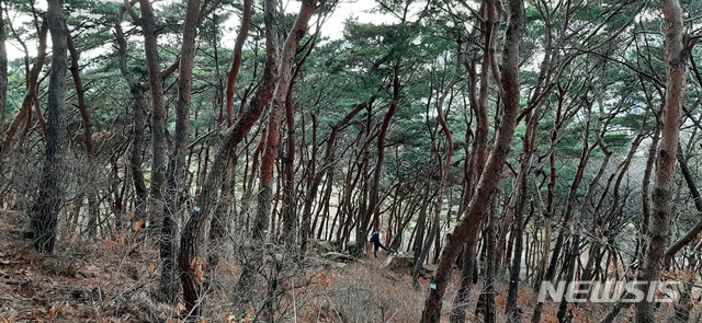 【수원=뉴시스】김경호 기자= 차츰 고사 중인 경기 수원 팔달산 소나무림의 모습. 