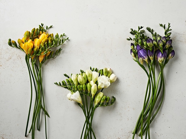 '꽃 새벽배송 싱싱하고 좋네'…마켓컬리 10만 송이 판매