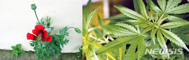 양귀비(왼쪽)와 대마