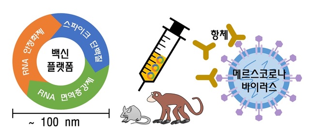 국내 연구진, 다양한 바이러스에 적용 가능한 백신 플랫폼 개발