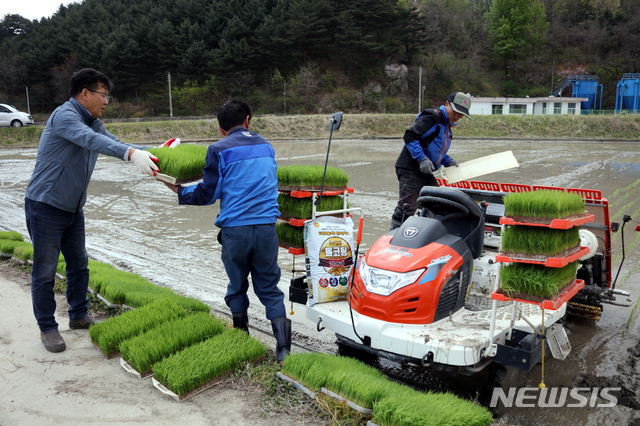 농민들이 지난 17일 양양군 현남면 인구리에서 올해 첫 모내기를 하는 모습. (사진=양양군청 제공)