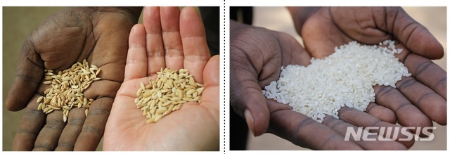 [세종=뉴시스]세네갈에서 개발·등록된 신품종 벼 '이스리(ISRIZ)'(왼쪽)과 이스리로 만든 쌀. (사진 = 농촌진흥청 제공)