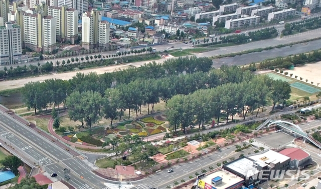 보강천 미루나무숲