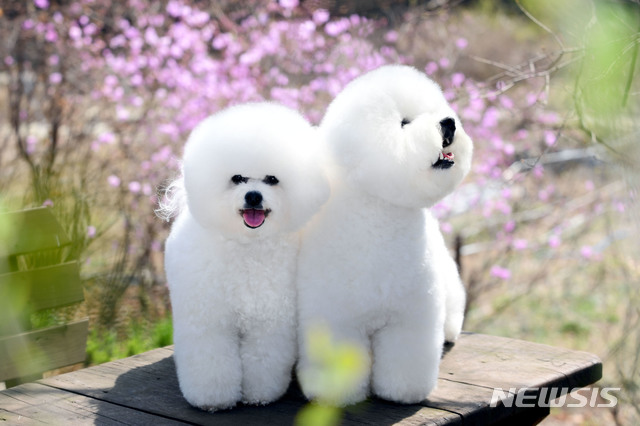 남이섬, 중개도 OK···15㎏ 이하 반려견도 입장 가능