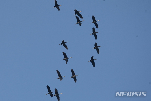 [신안=뉴시스] 신안에서 관찰된 흑두루미. (사진=신안군청 제공) 2020.04.22. photo@newsis.com 