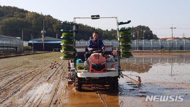 [통영=뉴시스] 신정철기자=경남 통영시는 용남면 원평리 통영쌀연구회 전광호 농가 0.6ha에서 지난 18일 올해 첫 모내기를 했다고 22일 밝혔다.(사진=통영시 제공). 2020.04.22.&nbsp; photo@newsis.com