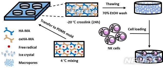 [대전=뉴시스] 3차원 다공성 구조를 가진 히알루론산 (hyaluronic acid) 기반의 세포배양 스캐폴드 (3D-ENHANCE) 제작 과정. 
