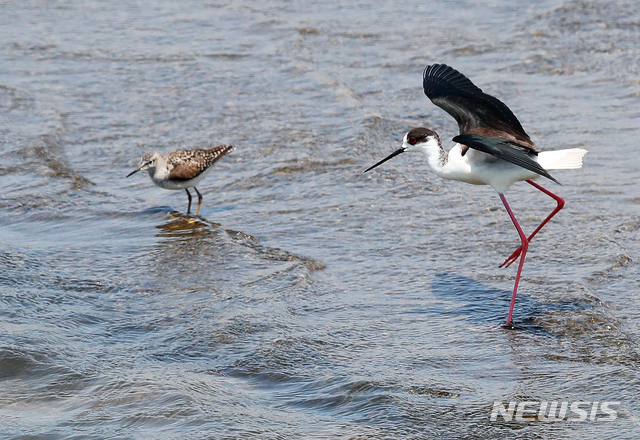 [함양=뉴시스]지난 2020년 4월28일 오후 경남 함양군 수동면 한 하천보를 장다리물떼새(오른쪽)와 깝작도요새. (사진=함양군청 김용만 주무관 제공) 2020.04.28. photo@newsis.com