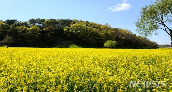 [옥천=뉴시스] 김재광 기자 = 2일 충북 옥천군 동이면 금암리 친수공원에 유채꽃이 흐드러지게 피어 장관을 이루고 있다.(사진=옥천군 제공)2020.05.02photo@newsis.com