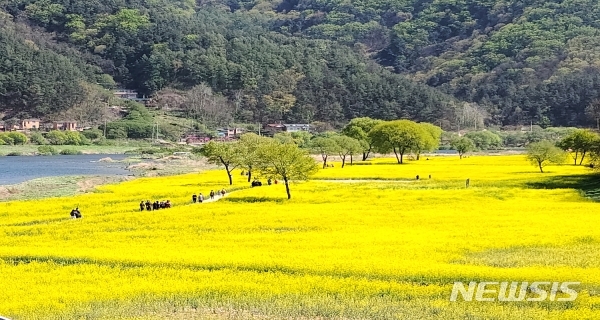 [옥천=뉴시스] 김재광 기자 = 2일 충북 옥천군 동이면 금암리 친수공원에 유채꽃이 흐드러지게 피어 장관을 이루고 있다.(사진=옥천군 제공)2020.05.02photo@newsis.com
