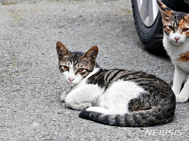 [서울=뉴시스]뉴시스DB. 2020.05.08.
