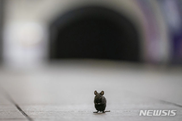 [런던=AP/뉴시스] 코로나19 방역 자가감금령으로 지하철 운행이 전면 중지중인 런던에서 4일 쥐 한 마리가 텅 빈 플랫폼 위에 홀로 앉아 있다 2020. 5. 5. 