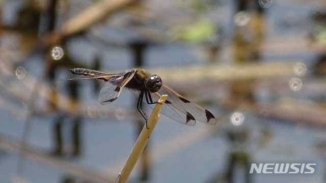 [안성=뉴시스] 대모잠자리 모습 (사진 = 경기도시공사 제공)