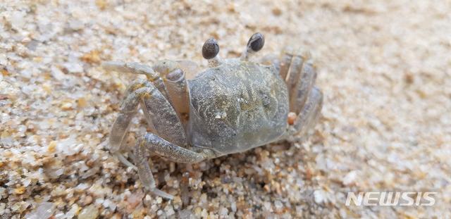 [서울=뉴시스] 해변의 청소부 달랑게. (제공 = 해수부) 