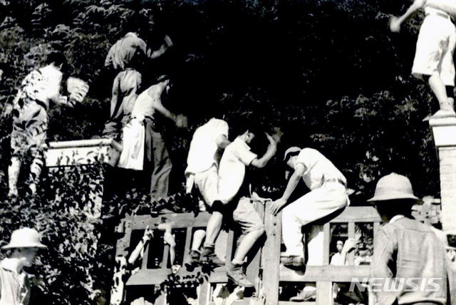 [서울=뉴시스] 1946년 7월 29일 조선민주청년동맹 회원들이 ‘조선정판사위폐사건’ 1회 공판이 열린 서울재판소 담을 넘어 진입하고 있다. 이날 서울재판소 구내에는 수천 명의 군중이 운집해 삐라를 뿌리고, 적기가(赤旗歌)를 부르는 등 혼란이 조성됐고, 출동한 무장경관의 발포로 2명의 사상자가 발생했다. (사진=미국 국립문서기록청) 2020.05.10. photo@newsis.com (* 위 사진은 재배포, 재판매, DB 및 활용을 금지합니다)