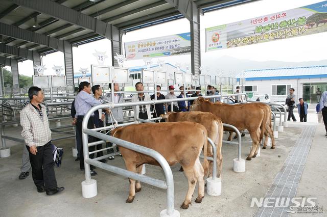 [울산=뉴시스] 박수지 기자 = 상북면으로 이전한 울산가축시장에서 축산인들이 언양 한우를 거래하고 있다. 2020.05.11.(사진=울산시 제공)   photo@newsis.com