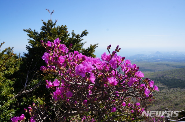 [제주=뉴시스]  한라산 해발 1400고지 이상 아고산지대에 자라는 털진달래 (사진= 제주도제공) photo@newsis.com