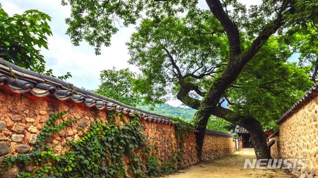 [산청=뉴시스] 산청군 단성면 남사예담촌 부부 회화나무.