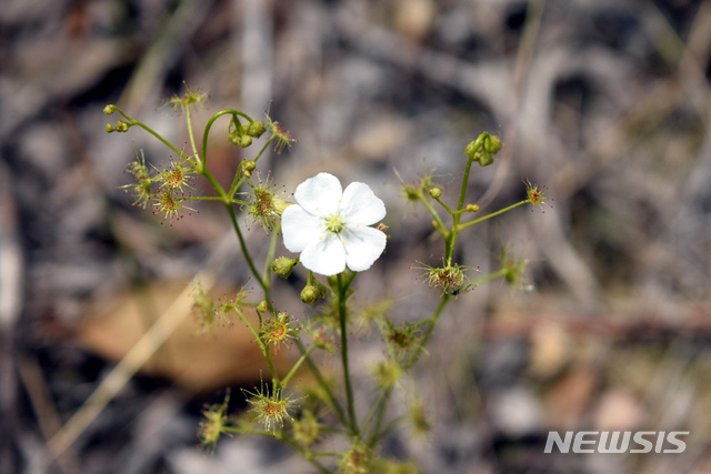 [신안=뉴시스] 멸종위기 야생생물 Ⅱ급 희귀 식충식물인 끈끈이귀개. (사진=신안군 제공) 2020.05.13. photo@newsis.com