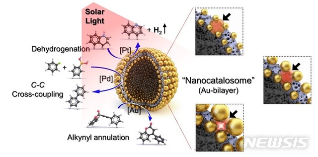 [포항=뉴시스] 강진구 기자 = 포스텍(총장 김무환)은 화학과 이인수 교수·아미트 쿠마르(Amit Kumar) 박사 연구팀이 플라즈몬 이중층 구조를 가진 촉매제인 ‘나노카탈로좀’을 개발하고, 이를 활용해 태양광 유도 화학반응을 구현하는데 성공했다고 13일 밝혔다.사진은 나노카탈라좀을 이용한 태양광-유도 화학반응도.(사진=포스텍 제공) 2020.05.13.   photo@newsis.com