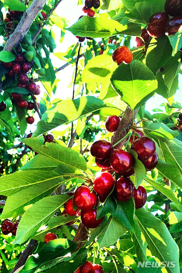 [서울=뉴시스] 체리 이미지. (사진=이마트 제공)